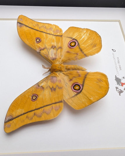 Framed emperor moth taxidermy: gonimbrasia petiveri wall decor