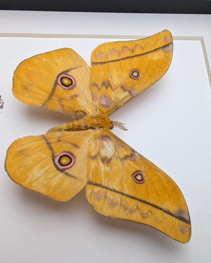 Framed emperor moth taxidermy: gonimbrasia petiveri wall decor