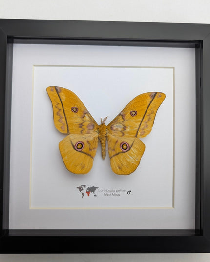 Framed emperor moth taxidermy: gonimbrasia petiveri wall decor