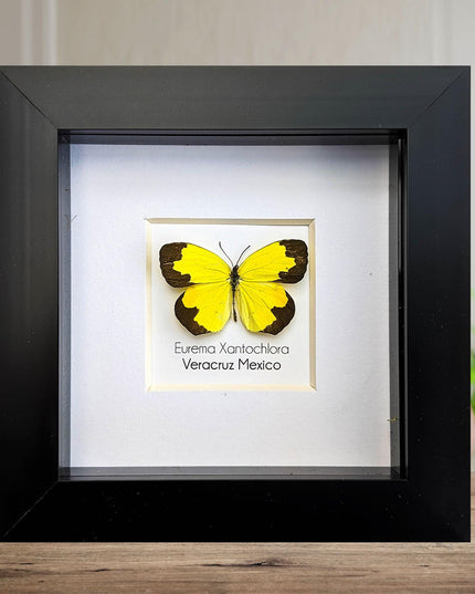 Eurema Xantochlora Butterfly Taxidermy, Ethically Sourced Entomology Wall Art