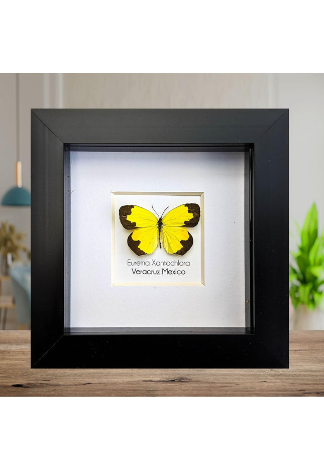 Eurema Xantochlora Butterfly Taxidermy, Ethically Sourced Entomology Wall Art