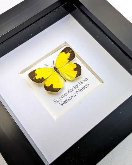 Eurema Xantochlora Butterfly Taxidermy, Ethically Sourced Entomology Wall Art