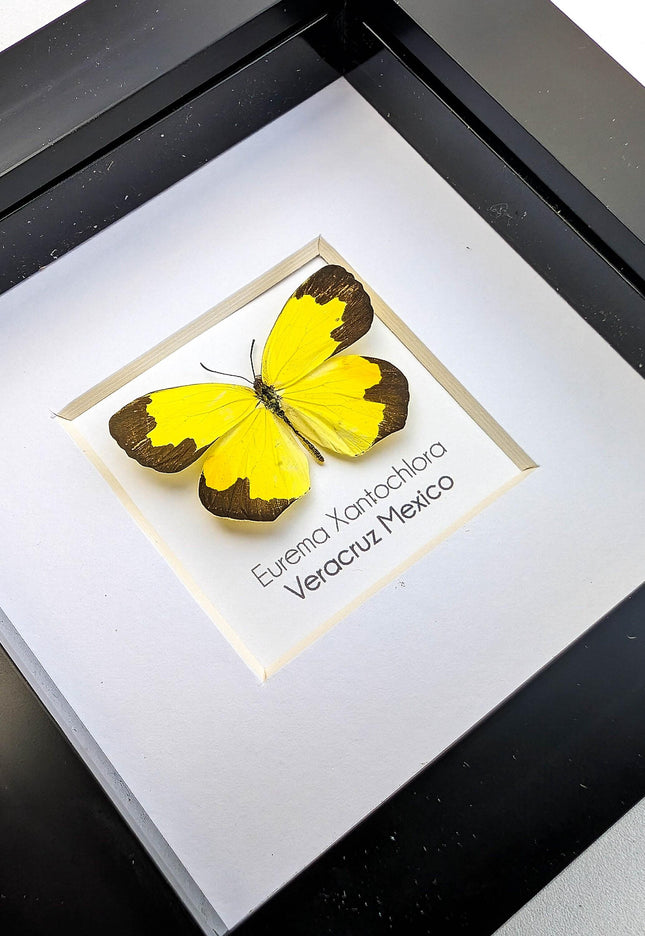 Eurema Xantochlora Butterfly Taxidermy, Ethically Sourced Entomology Wall Art