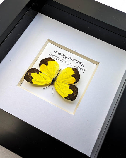 Eurema Xantochlora Butterfly Taxidermy, Ethically Sourced Entomology Wall Art