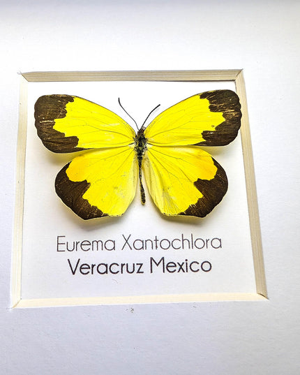 Eurema Xantochlora Butterfly Taxidermy, Ethically Sourced Entomology Wall Art