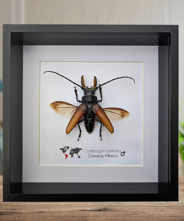Callipogon barbatus beetle in shadowbox: large long-horned insect display (6" x 6")