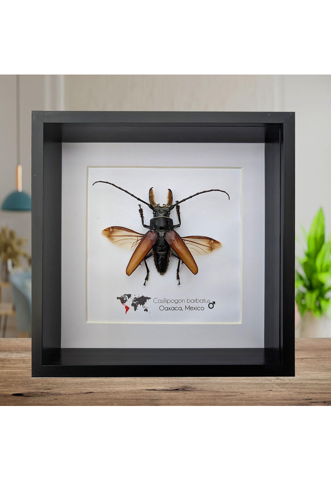 Callipogon barbatus beetle in shadowbox: large long-horned insect display (6" x 6")