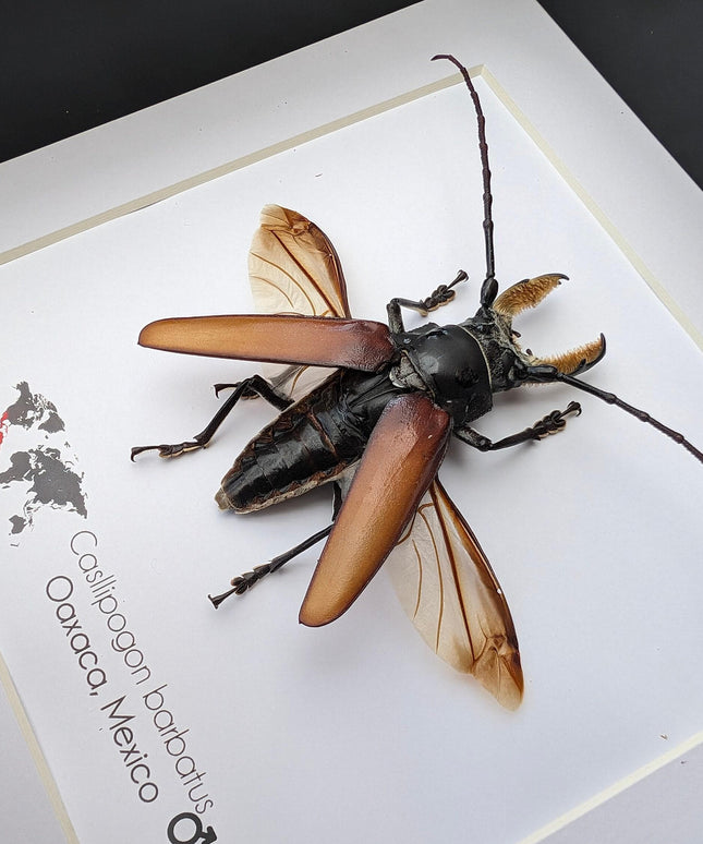 Callipogon barbatus beetle in shadowbox: large long-horned insect display (6" x 6")