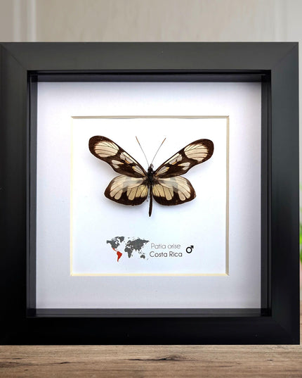 Patia orise, butterfly display, clear butterfly, entomology gift, wall decor, ethically sourced, nature art, taxidermy, insect specimen