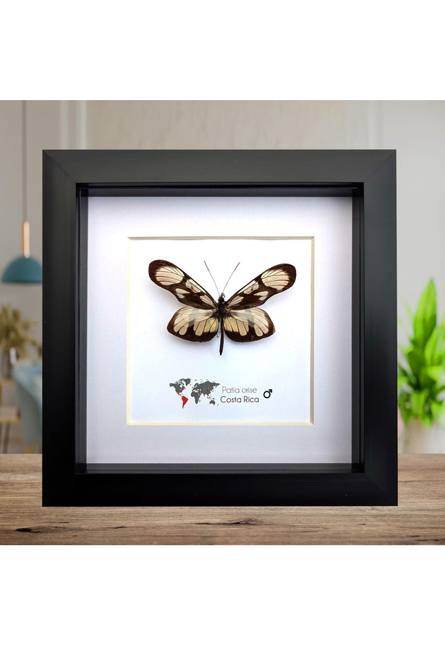 Patia orise, butterfly display, clear butterfly, entomology gift, wall decor, ethically sourced, nature art, taxidermy, insect specimen