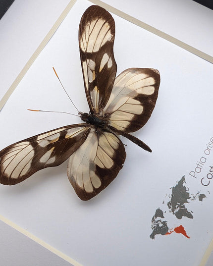 Patia orise, butterfly display, clear butterfly, entomology gift, wall decor, ethically sourced, nature art, taxidermy, insect specimen
