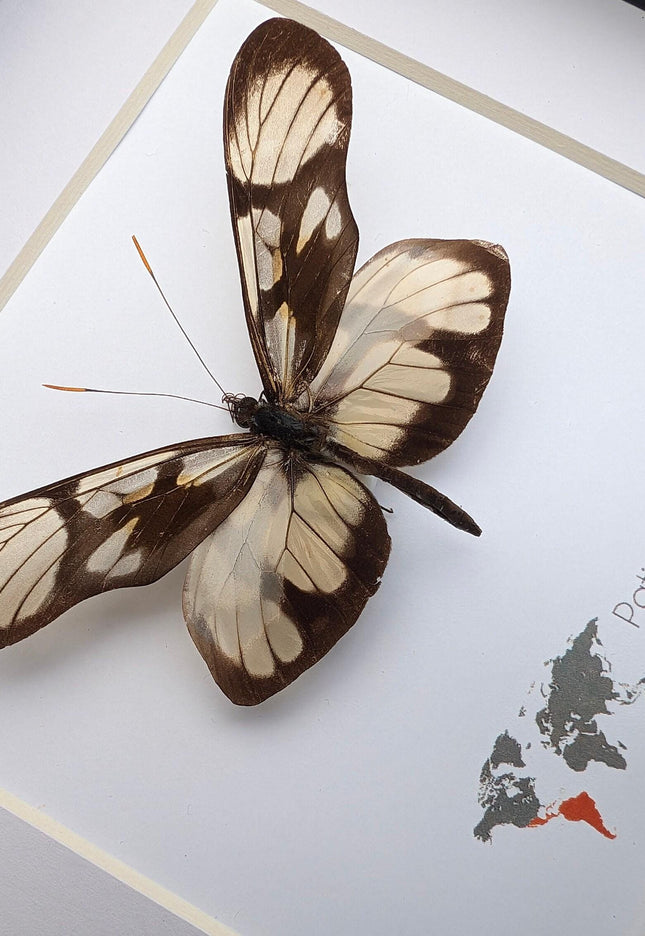 Patia orise, butterfly display, clear butterfly, entomology gift, wall decor, ethically sourced, nature art, taxidermy, insect specimen