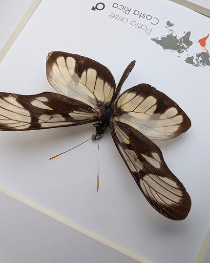 Patia orise, butterfly display, clear butterfly, entomology gift, wall decor, ethically sourced, nature art, taxidermy, insect specimen