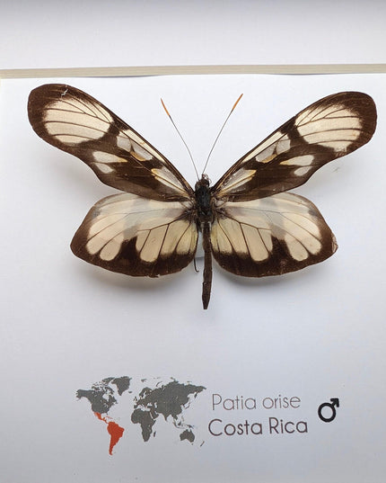 Patia orise, butterfly display, clear butterfly, entomology gift, wall decor, ethically sourced, nature art, taxidermy, insect specimen