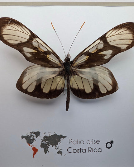 Patia orise, butterfly display, clear butterfly, entomology gift, wall decor, ethically sourced, nature art, taxidermy, insect specimen
