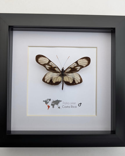 Patia orise, butterfly display, clear butterfly, entomology gift, wall decor, ethically sourced, nature art, taxidermy, insect specimen
