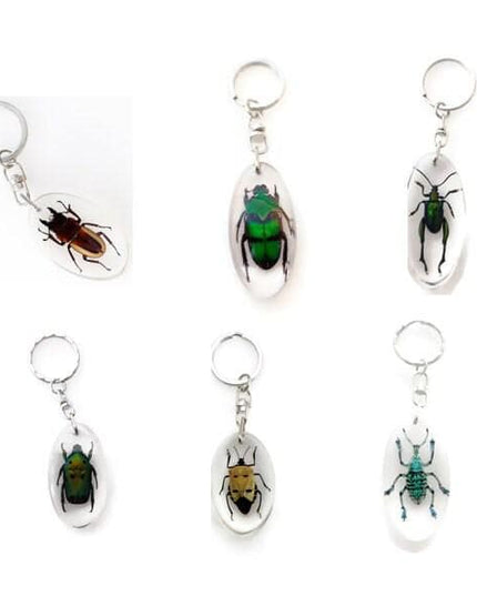 Taxidermy Beetle Keyring, Resin Insect Keychain, Entomology Gift