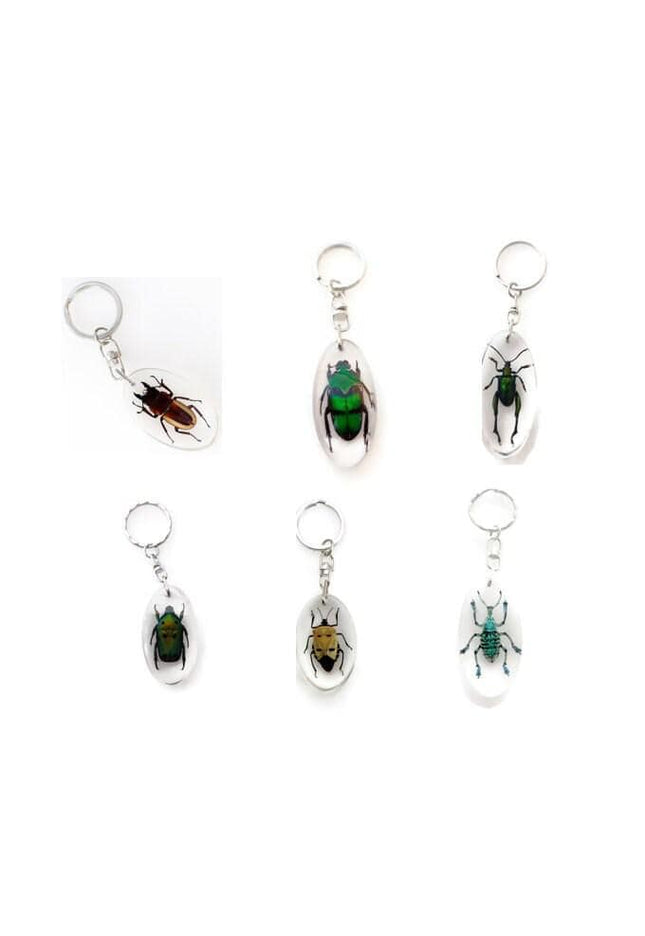 Taxidermy Beetle Keyring, Resin Insect Keychain, Entomology Gift