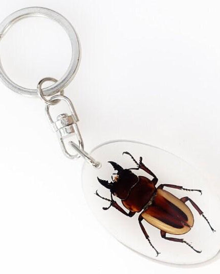Taxidermy Beetle Keyring, Resin Insect Keychain, Entomology Gift