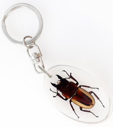 Taxidermy Beetle Keyring, Resin Insect Keychain, Entomology Gift