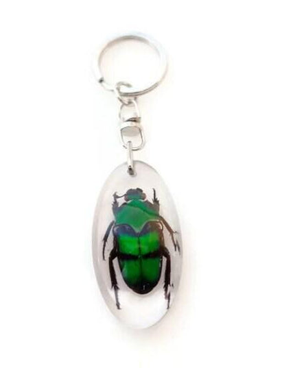 Taxidermy Beetle Keyring, Resin Insect Keychain, Entomology Gift