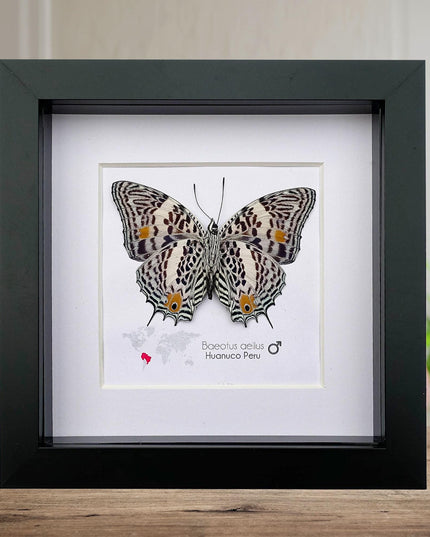 Framed Baeotus Aeilus Butterfly, Amazon Beauty, Taxidermy Wall Art