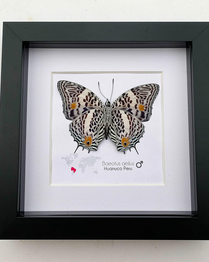 Framed Baeotus Aeilus Butterfly, Amazon Beauty, Taxidermy Wall Art