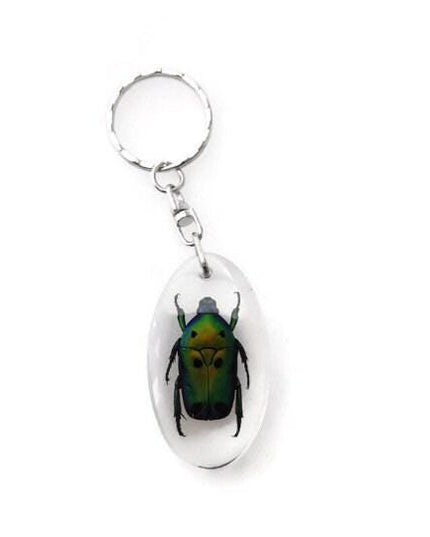 Taxidermy Beetle Keyring, Resin Insect Keychain, Entomology Gift