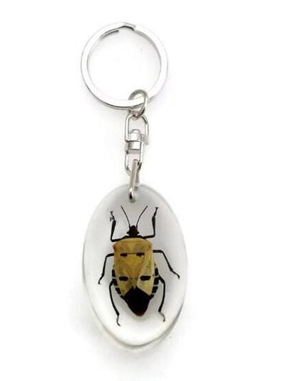Taxidermy Beetle Keyring, Resin Insect Keychain, Entomology Gift