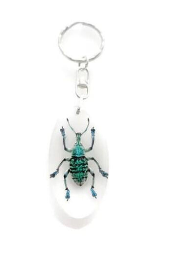 Taxidermy Beetle Keyring, Resin Insect Keychain, Entomology Gift