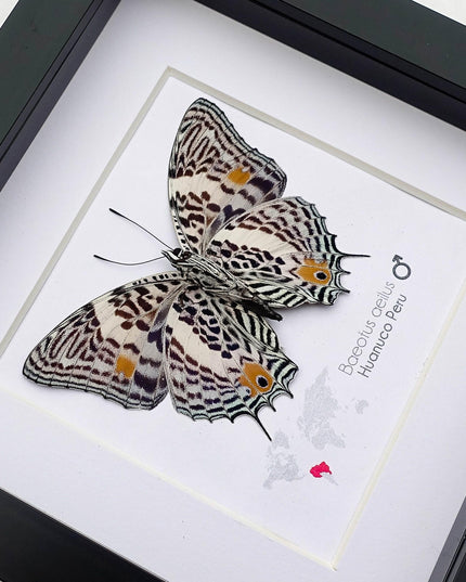 Framed Baeotus Aeilus Butterfly, Amazon Beauty, Taxidermy Wall Art