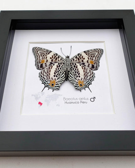 Framed Baeotus Aeilus Butterfly, Amazon Beauty, Taxidermy Wall Art