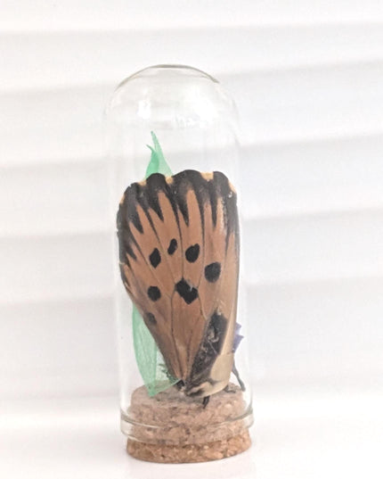 Butterfly wing glass dome: pressed flower nature keepsake