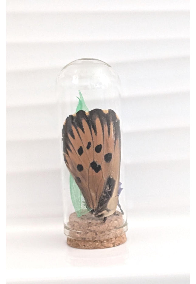 Butterfly wing glass dome: pressed flower nature keepsake