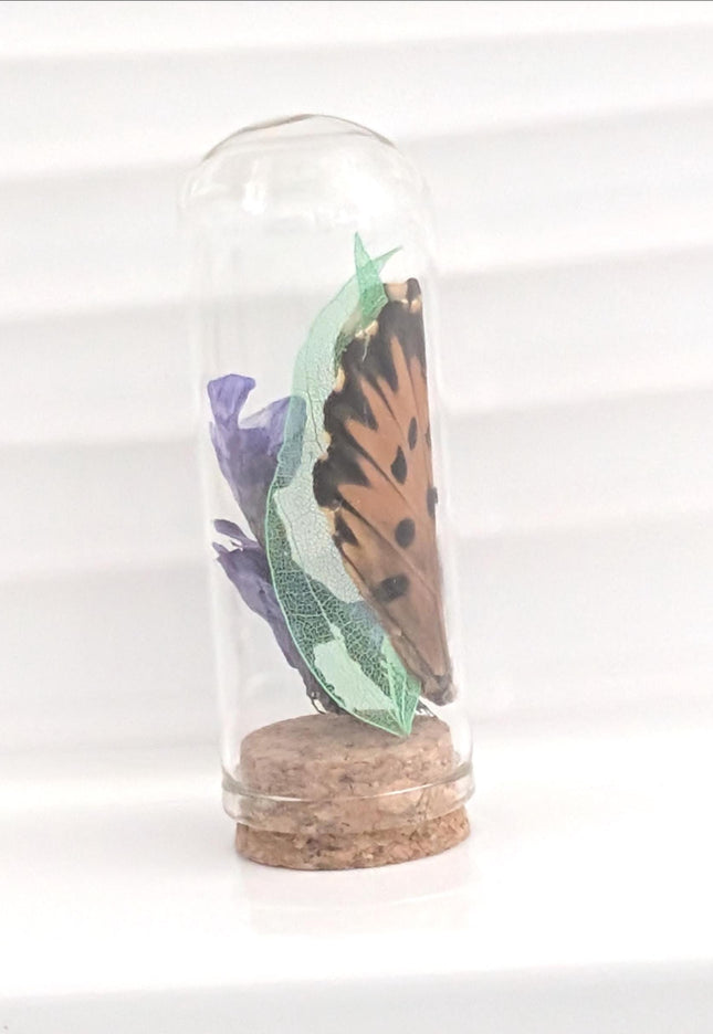 Butterfly wing glass dome: pressed flower nature keepsake