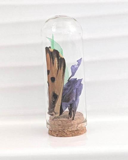 Butterfly wing glass dome: pressed flower nature keepsake