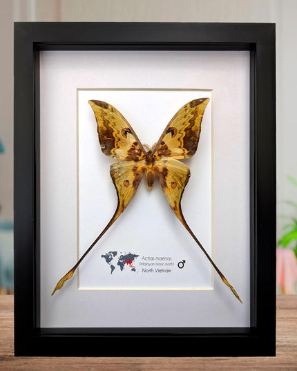 Framed malaysian moon moth taxidermy: green opalescent long-tailed butterfly (8x10 black frame)