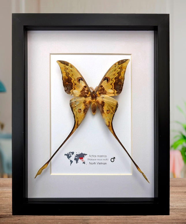 Framed malaysian moon moth taxidermy: green opalescent long-tailed butterfly (8x10 black frame)
