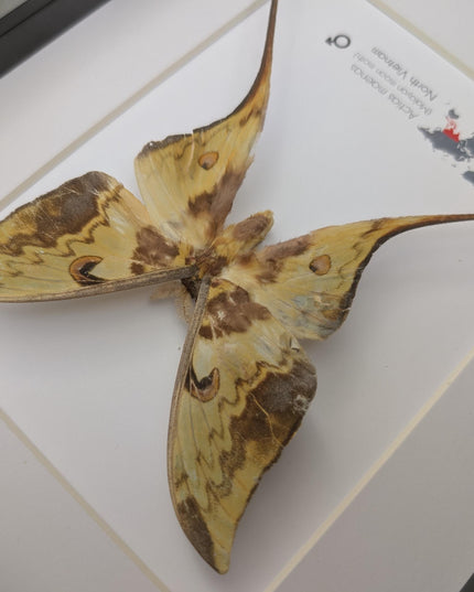 Framed malaysian moon moth taxidermy: green opalescent long-tailed butterfly (8x10 black frame)