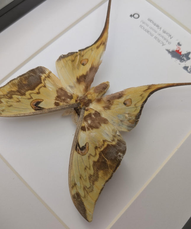Framed malaysian moon moth taxidermy: green opalescent long-tailed butterfly (8x10 black frame)