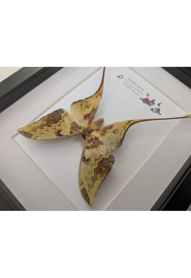 Framed malaysian moon moth taxidermy: green opalescent long-tailed butterfly (8x10 black frame)