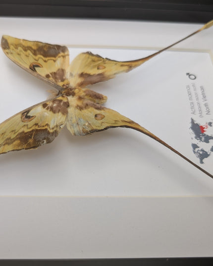 Framed malaysian moon moth taxidermy: green opalescent long-tailed butterfly (8x10 black frame)