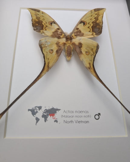 Framed malaysian moon moth taxidermy: green opalescent long-tailed butterfly (8x10 black frame)