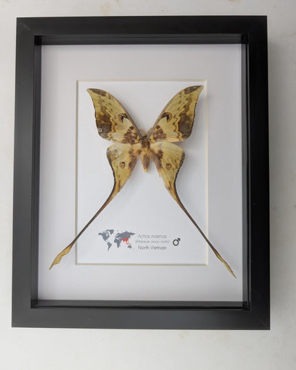 Framed malaysian moon moth taxidermy: green opalescent long-tailed butterfly (8x10 black frame)