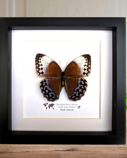 Framed Stichophthalma Uemurai Butterfly, Ethically Sourced Taxidermy, 8x8