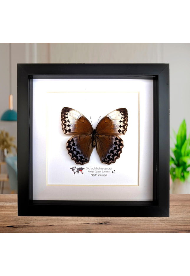 Framed Stichophthalma Uemurai Butterfly, Ethically Sourced Taxidermy, 8x8