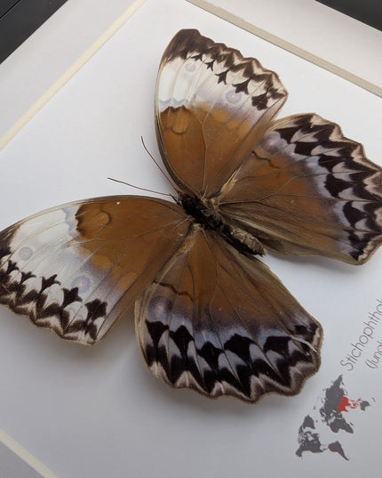 Framed Stichophthalma Uemurai Butterfly, Ethically Sourced Taxidermy, 8x8
