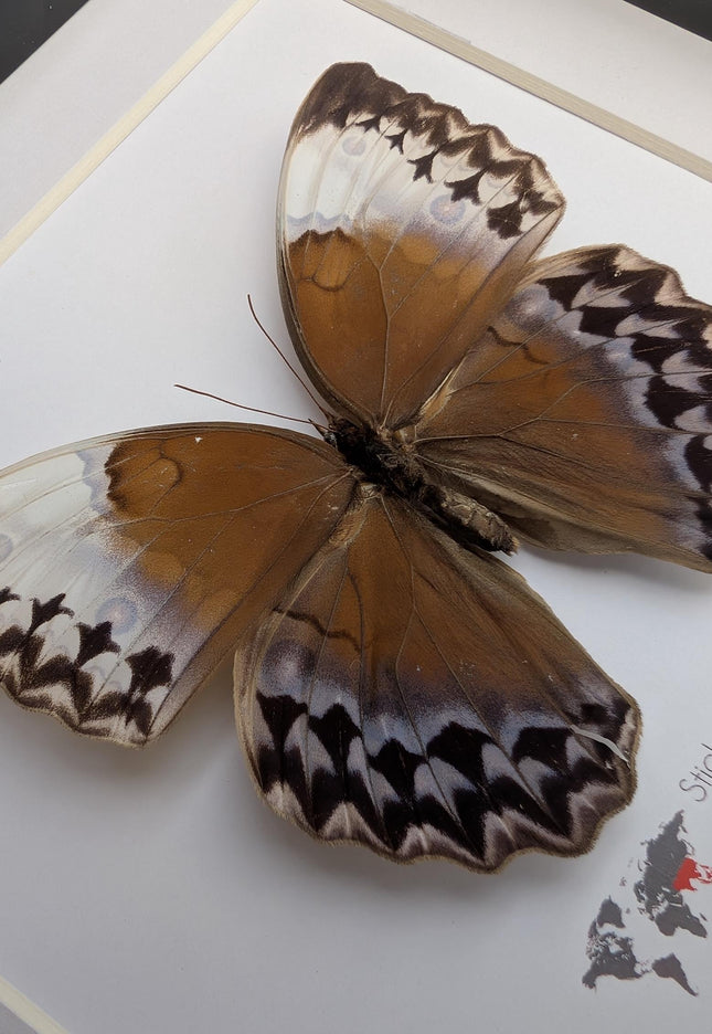 Framed Stichophthalma Uemurai Butterfly, Ethically Sourced Taxidermy, 8x8