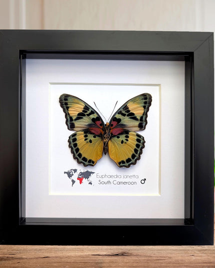 Framed Taxidermy Butterfly, Janetta Themis Forester, Entomology Wall Decor, 6x6