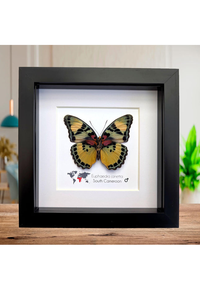 Framed Taxidermy Butterfly, Janetta Themis Forester, Entomology Wall Decor, 6x6
